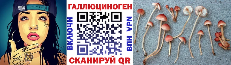 ссылка на мегу ССЫЛКА  Туапсе  Псилоцибиновые грибы Psilocybe 